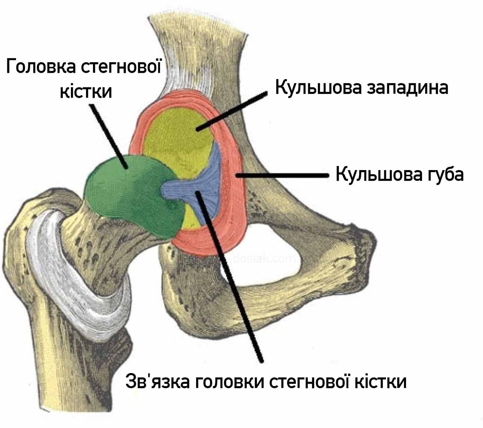 кульшовий суглоб анатомія / hip joint, anatomy